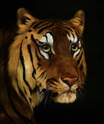 Estudio de tigre, 1908-1909