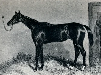 Tim Whiffler, c1860s, 1911
