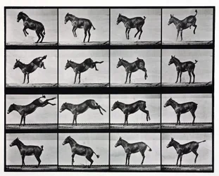 Fotografías en time-lapse de una mula pateando