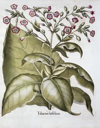 Planta de tabaco, 1613