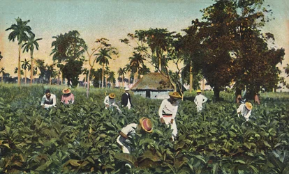 Plantación de tabaco, Cuba, c1920s