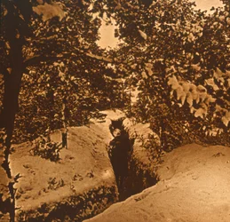 Trincheras bajo abetos, c1914-c1918