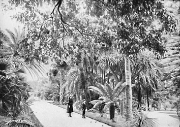 Palmas y helechos tropicales en el Jardín Botánico, c. 1900