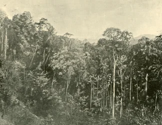 Matorrales tropicales, Blackall Range, Queensland, 1901