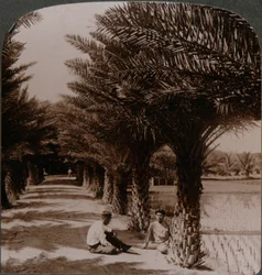 Belleza tropical de una avenida de palmeras datileras, Moanalua cerca de Honolulu, H. Is. c. 1900