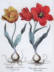 Tulipanes, 1613