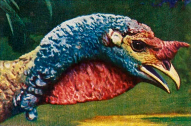 Pavo, c. 1928