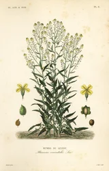 Col rizada turca o cohete turco, Bunias orientalis, Bunias de Levant