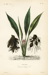 Cúrcuma, Curcuma longa