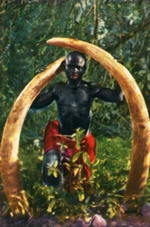 Colmillos de un elefante africano, c1928