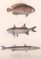Bimaculus de dos puntos, Redfin africano, Barracuda común, c. 1850s