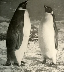 Dos pingüinos emperador, c1908