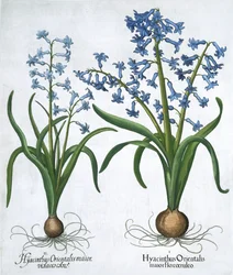 Dos jacintos azules, 1613