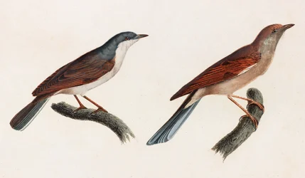Dos ilustraciones en color de pájaros
