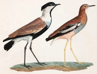 Dos ilustraciones en color de pájaros