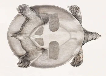 Vista inferior de una tortuga