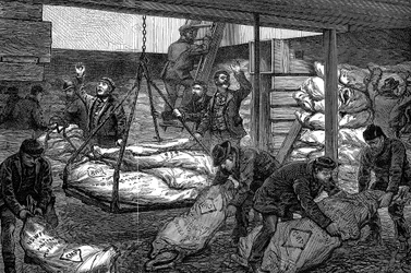 Descargando carne congelada de Australia, South West India Dock, Millwall, Londres
