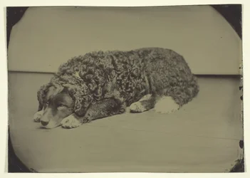 Perro Sin Título