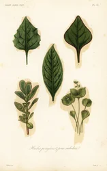 Hojas de vegetales y ensaladas