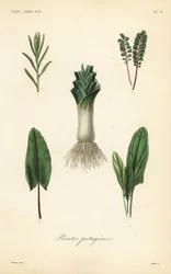 Vegetales