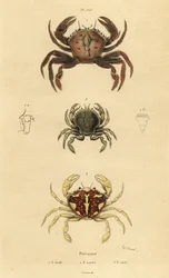 Cangrejo de terciopelo, Necora puber, cangrejo nadador jaspeado, Liocarcinus marmoreus, y cangrejo nadador de Pennant, Portumnus latipes