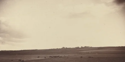 Vista de campos con vacas