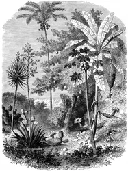 Vista del Litoral Español, Guatemala, 1877