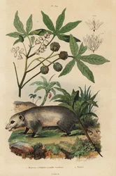 Zarigüeya de Virginia, Didelphis virginiana 1, y yuca o mandioca, Manihot esculenta 2