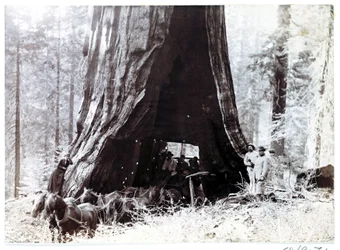 Carro pasando a través de un árbol gigante, América del Norte, c 1900