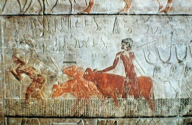 Vacas caminando a través de un canal, relieve mural, Saqqara, Egipto