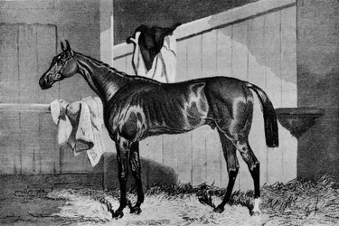 Hechicero, siglo XIX, 1911