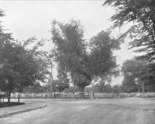 Olmo de Washington, Cambridge, Massachusetts, EE.UU., c1900