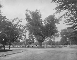 Olmo de Washington, Cambridge, Massachusetts