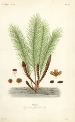 Cola de caballo acuática o cola de pantano, Equisetum fluviatile
