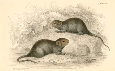 Rata de agua Arvicola terrestris, también conocida como rata de agua negra, 1828