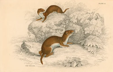 Comadreja Putorius nivalis, Mustela vulgaris, el carnívoro europeo más pequeño, 1828