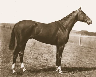 Gallo veleta, 1911