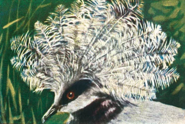 Paloma coronada occidental