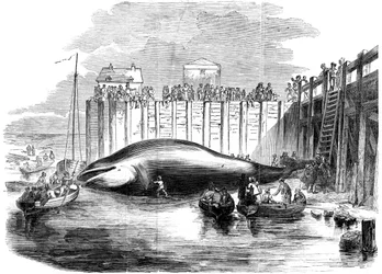 Ballena capturada en el Támesis, Grays, Essex, siglo XIX
