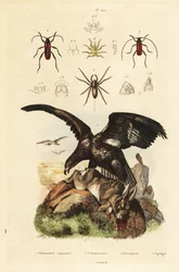 Águila marina de cola blanca, Haliaeetus albicilla 5, y presa, araña de agua, Argyroneta aquatica 1, escarabajos Purpuricenus 2