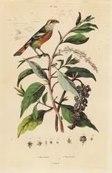 Cortador de plantas de punta blanca y pokeweed americano