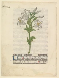 Lirio blanco, ilustración de Gart der Gesundheit Sch.4332, 28 de marzo de 1485