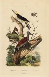 Carpintero blanco, Melanerpes candidus, carpintero pigmeo filipino, Yungipicus maculatus, macho y hembra