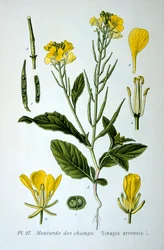 Mostaza silvestre, 1893