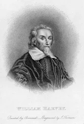 William Harvey 1578-1657 médico inglés, siglo XVII