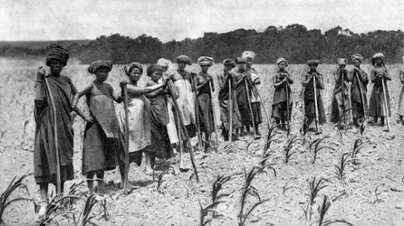 Mujeres cavando un campo de maíz, Sudáfrica, c1923
