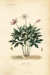 Anémona de bosque o flor de viento, Anemone nemorosa, Anemone sylvie