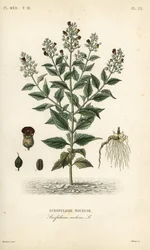 Escrofularia nodosa, Scrophularia nodosa