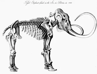 Esqueleto de mamut lanudo Mammuthus, 1830