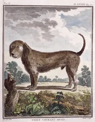 Perro mestizo (impresión coloreada)